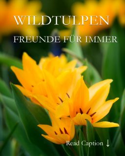 Wildtulpen bleiben für immmer

Wildtulpen / Botanische Tulpen sind echte Naturburschen. Sie halten starke Fröste problemlos aus, verwildern ohne lästig zu werden, sind bienenfreundlich, standfest - aber sie fallen jedem sofort auf. Manche Sorten blühen schon ab März, andere erst im Mai.

Botanische Tulpen sind kleiner als normale Tulpen und zart gebaut. Manche werden kaum 5 cm hoch. Ihre Blüten öffnen sich in der Sonne sehr weit und sind für Insekten wie ein gedeckter Tisch. Man muss sie einfach lieben und in den Garten setzen. Je mehr, desto besser.

Im Blog: Meine 8 schönsten Wildtulpen. Setzen, machen lassen & verwildern lassen 
https://www.wo-blumenbilder-wachsen.de/wildtulpen-standort-pflege/

Kurz: https://www.insbeet.de/Wildtulpen

#tulpen #tulpenliebe #blütenzauber #gartenglück #blüten #frühlingsboten #tulip #gärtnern #naturgarten #frühlingsblumen #gartentipps #frühlingserwachen #blumengarten #natur #wildblumen #gartenwissen #tulpenzeit #pflanzenliebe #gartenblogger #gartenideen #gartenblog #blumen #gartengestaltung #bienen #gartentipp #landhausgarten #omsystemde