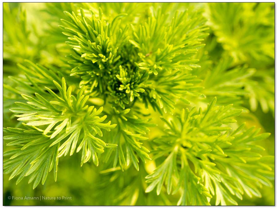 Einjähriger Rittersporn, quirliger Austrieb im Herbst oder Frühjahr