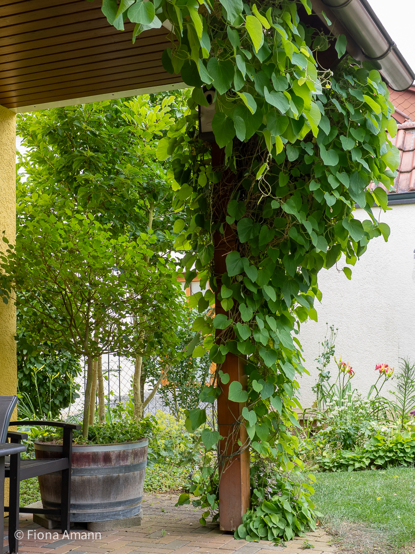 Ziergarten im Juli: Gießen Sie Pfeifenwinde und andere Kletterpflanzen am Haus regelmäßig 