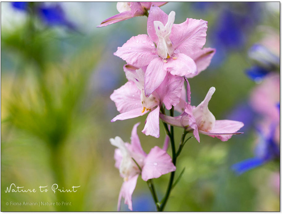 Einjähriger Rittersporn blüht auch rosa oder weiß