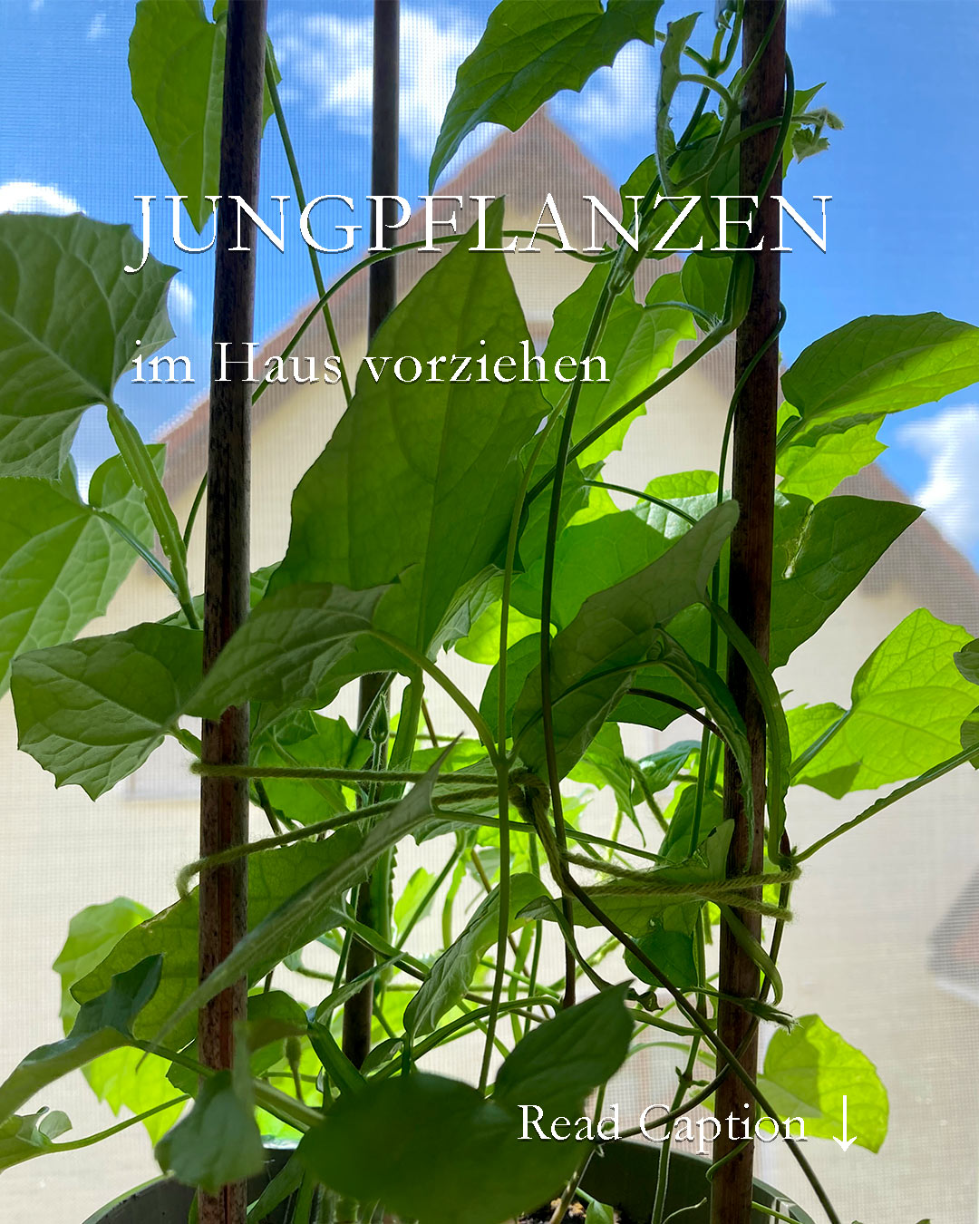 Gesunde, kräftige Jungpflanzen vorziehen im Haus
Jungpflanzen brauchen viel Licht, Luft & Platz, damit sie sich gut entwickeln können. Das klappt auch im Haus, aber dabei gibt es einiges zu beachten. Erprobte Praxis-Tipps rund um die Pflanzen-Kinderstube
+ So nah wie möglich ans Licht
+ Halten Sie Abstand. Jungpflanzen sollen sich gegenseitig nicht berühren.
+ Kultivieren Sie kühl
+ Lüften Sie täglich
+ Härten Sie Jungpflanzen schon frühzeitig ab. Entweder draußen oder am offenen Fenster. Hilfreich dazu sind durchsichtige Stapelboxen mit Deckel.
Gesunde, kräftige Jungpflanzen vorziehen im Haus
https://www.wo-blumenbilder-wachsen.de/jungpflanzen-vorziehen-im-haus/
Kurzlink: https://www.insbeet.de/jungpflanzen
Bild: Schwarzäugige Susanne erobert Kletterhilfe
#sommerblumen #aussaat #blumenliebe #gärtnernmachtglücklich #gartenpflanzen #gartentipp #pflanzentipps #hobbygärtner #blumenmachenglücklich #pflanzenpflege #gärtnern #gartenglück #pflanzenwelt #gartensaison #gartenblogger #gartentipps #gartenwissen #garten #gartengestaltung #anzucht #saatgut #gartenblog #gartenfragen