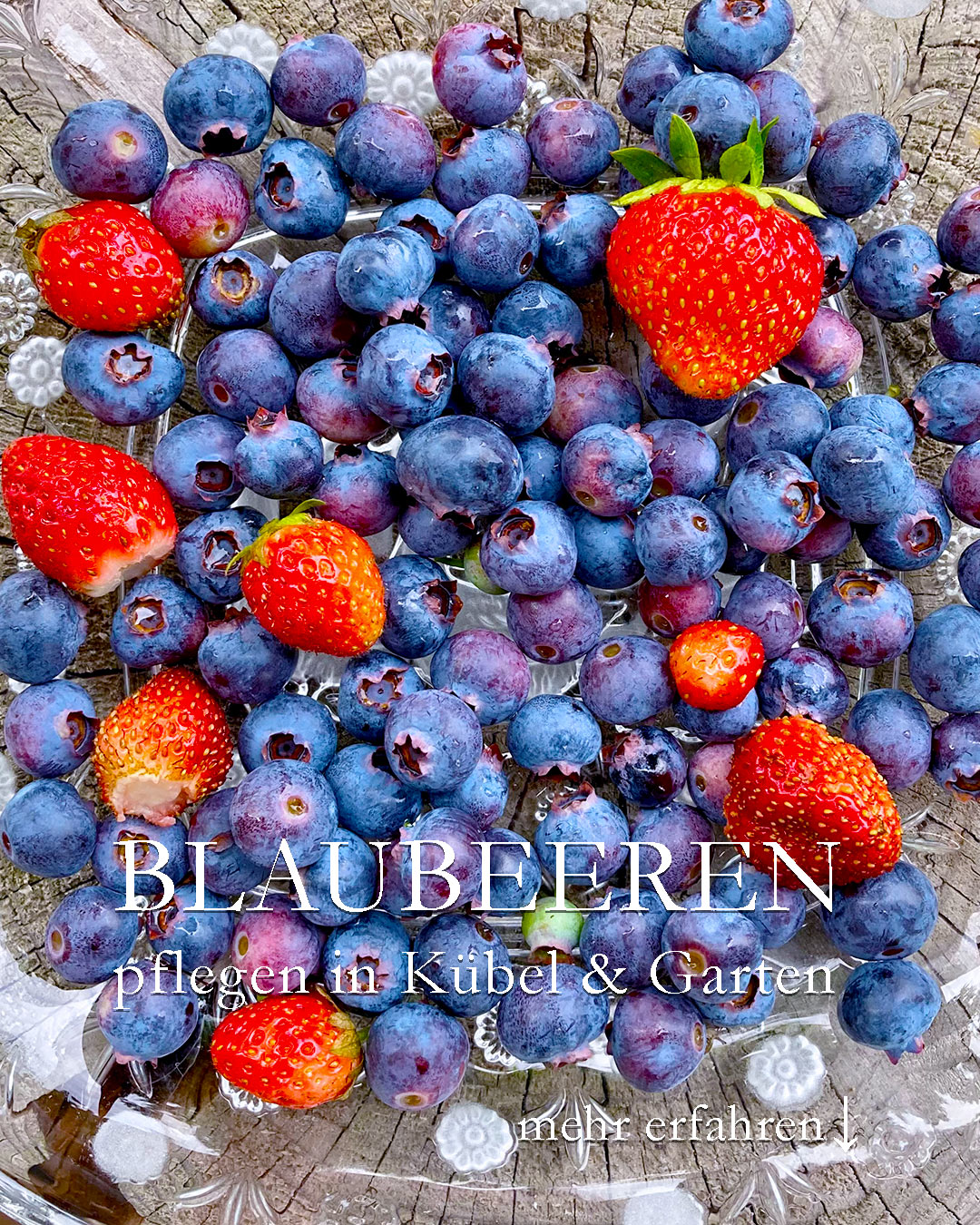 Blaubeeren, Superfood aus dem Topfgarten

Blaubeeren aka Kulturheidelbeeren sind gesund, lecker und wachsen auch im eigenen Garten. Am besten in einem großen sehr großen Pflanzgefäß ab 30 Liter wie Baum-Container, Mörteleimer oder in einem halben Weinfass.

+ Standort: Sonne bis Halbschatten
+++ Boden: sauer, verwenden Sie zum Pflanzen Rhododendronerde.

+ Blüte im März / April
+ Früchte bilden sich, je nach Sorte ab Juni bis September

++ Blaubeeren sind Selbstbestäuber, aber zwei Blaubeeren sorgen für deutlich mehr Ertrag.

Pflege:

+ Gut wässern bei Trockenheit, insbesondere von der Blüte bis zur Ernte.
+++ Mit Regenwasser gießen. Leitungswasser verändert den ph-Wert so dass die Erde mit der Zeit neutral wird, was Blaubeeren nicht gefällt.

+ Düngen mit Blaubeer-, Beeren- oder Rhododendron-Dünger im März und Mitte Juni. KEIN Blaukorn!

+ Totes Holz ausschneiden
+ Altes Holz nach der Ernte oder Anfang des Jahres auslichten. Der Strauch soll sich luftig aufbauen mit ein- und zweijährigen Ästen.

Wuchshöhe & Sorten:

Baumschulen und Gärtnereien führen verschiedene Blaubeer-Sorten, mit der man die Ernte-Zeit verlängern kann. Meine beste Sorte heißt 'Duke', sie wird etwa 160 cm hoch. Andere Sorten werden bis 180 cm groß, was sehr praktisch zum Ernten ist.

+ Man kann Blaubeeren auch im Beet kultivieren, aber am besten auch hier in einem versenkten Mörteleimer, um den Boden sauer und um Feuchtigkeit im Boden besser zu halten.

++++ Sträucher rechtzeitig mit Netz abdecken, denn Vögel lieben Blaubeeren ebenso und sind oft schneller als man selbst.

+ Ernten & verwenden:
Blaubeeren direkt verzehren, sammeln und einfrieren für Marmelade, Kuchen oder Muffins.

Im Blog: Blaubeeren im Garten oder im Pflanzkübel kultivieren

https://www.wo-blumenbilder-wachsen.de/blaubeeren-im-garten-pflanzkuebel/

Kurzlink: https://www.insbeet.de/Blaubeeren

#Superfood #Topfgarten #lecker #Selbstversorger #früchte