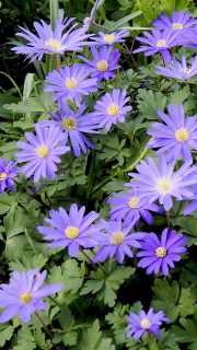 März im Blumengarten: Jetzt Frühling machen!

Schöner kann der März nicht starten. Raus in den Garten und los geht's

+ Beete saubermachen,
+ Stauden schneiden und neue pflanzen,
+ Erdbeeren ausputzen
+ Hortensien schneiden,
+ Wurzelnackte Rosen pflanzen,
+ Mini-Teich frisch einlassen,
+ Seerose aus dem Winterquartier zurück im Mini-Teich,
+ Kübelpflanzen umtopfen, schneiden und düngen ,
+ Robuste Kübelpflanzen dürfen wieder raus,
+ Gehölze und Stauden düngen,
+ Sommerblumen vorziehen,
+ Mohn direkt säen

+ Schnecken bekämpfen!!!
(...)

Im Blog: To-do-Liste mit Gartentipps für den März
https://www.wo-blumenbilder-wachsen.de/gaertnern-im-fruehling-machen/

Kurz: http://www.insbeet.de/Fruehling_machen

Frühlingsbilder http://www.insbeet.de/Fruehlingsbilder

#frühlingsgarten #garten #frühling #frühlingsboten #gartentipps #gartenwissen #düngen #gartenarbeit #gartenliebe #gartentipp #gärtnern #gartengestaltung #dünger #meingarten #gartensaison #gartenglück #anzucht #saatgut #pflanzenpflege #gartenfragen #frühlingsblumen #frühlingserwachen #gartenlust #pflanzenwissen #blumengarten #imgarten #kleingarten #pflanzenliebe #schönergarten #omsystemde