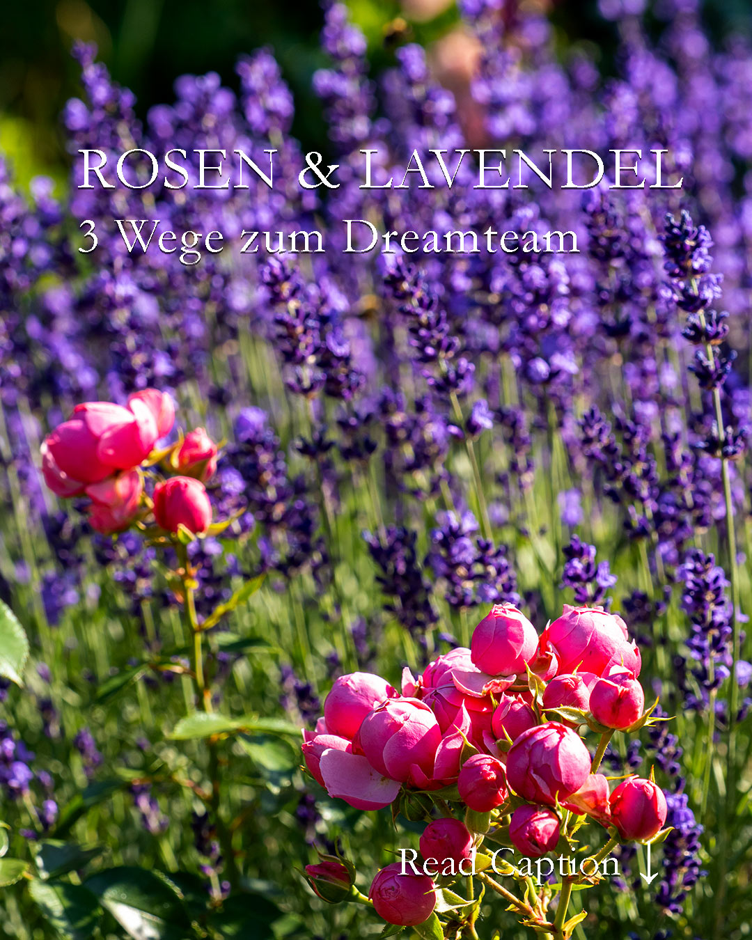 Rosen und Lavendel sind ein Dreamteam, aber mit Tücken. Dennn

Rosen brauchen
+ guten Boden, gerne mit Lehm
+ viel Dünger
+ viel Wasser

Lavendel braucht dagegen

+ mageren Boden
+ mag keinen Dünger
+ will auch nicht gewässert werden

Was die Pflanzpartner vereint ist

+ Standort Sonne
+ Farben, die sich perfekt ergänzen.

Wie gelingt das Dreamteam trotzdem im Garten?

+ Durch getrennte Pflanzung in verschiedene Bereiche
+ In einem Hangbeet: Rosen unten, Lavendel oben.
+ Rosen in der Mitte des Beetes in guter Pflanzerde, Lavendel am Rand - dort wo es ohnehin immer trocken ist.

Beispiele im Blog. Dazu Lavendel richtig schneiden, vermehren und vor Krankheiten schützen
https://www.wo-blumenbilder-wachsen.de/glueck-mit-lavendel-neben-rosen/

Kurzlink: https://www.insbeet.de/Dreamteam

#Rosen #Lavendel #Dreamteam #Garten #Gartenwissen #Gartentipps #Harmonie