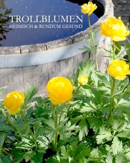 Trollblumen
heimisch & rundum gesund
In freier Natur stehen Trollblumen unter Naturschutz. Was für ein Glück, dass man diese großartigen robusten Stauden in gut sortierten Staudengärtnereien auch kaufen kann.
+ Standort: volle Sonne
+ Boden: feucht, nährstoffreich, gerne lehmig
+ Blütezeit: April UND August
Sofern man den Blütenstiel nach der 1. Blüte bodentief abschneidet.
+ Pflege:
Düngen mit Bio-Staudendünger oder Kompost bei Austrieb im März
und ein zweites Mal Mitte Juni
+ Gießen
Hitze wird gut vertragen, solange der Boden feucht bleibt.
+ Vermehren durch Teilen des Wurzelstocks.
Trollblumen bilden Horste, aber sie wachsen relativ langsam. Geduld ist gefragt, oder ein größeres Budget.
Trollblumen säen sich auch selbst aus, wenn man verblühte Samenstände nicht abschneidet.
Im Blog: Trollblumen pflanzen und pflegen
https://www.wo-blumenbilder-wachsen.de/trollblume-pflanzen-pflegen/
Kurzlink: https://www.insbeet.de/Trollblume
#Staudengarten #Trollblumen #Feucht #Sumpf #Teich #Ufer #Frühling #Gelb #Glück #Pflanzen #Stauden