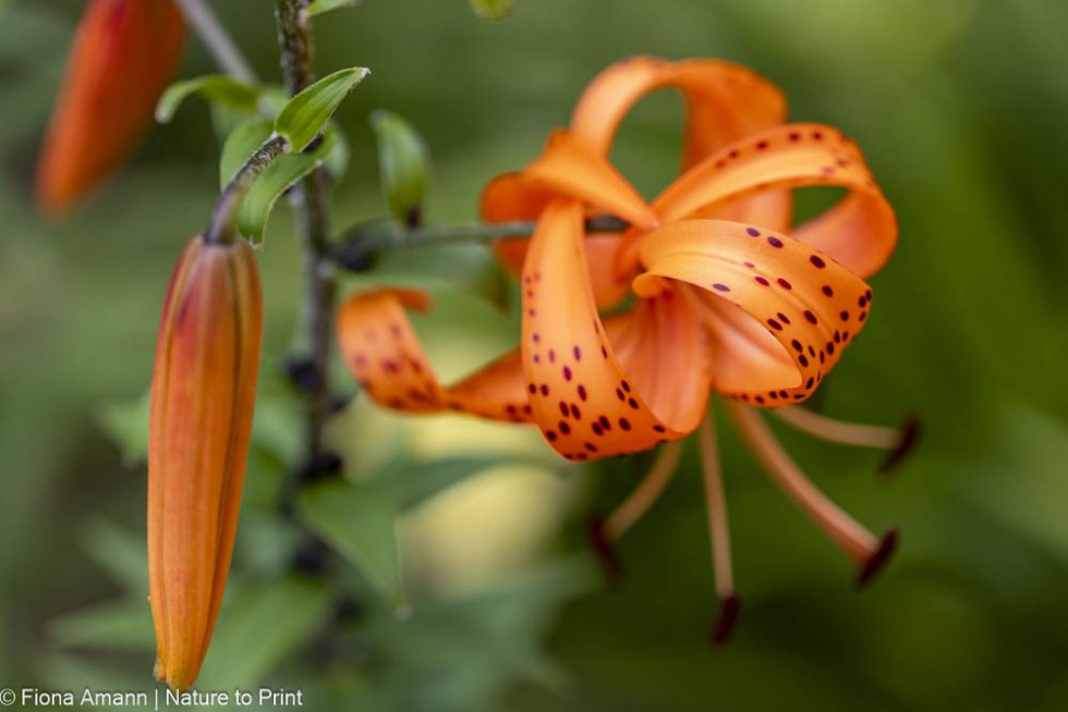 Lilium henryi, Riesentürkenbund, Mandarin-Lilie Lilium henryi, Riesentürkenbund, Mandarin-Lilie