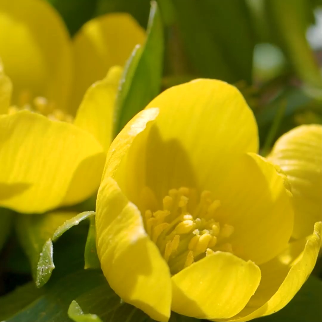 10 GARTENTIPPS für Februar im Blumengarten

Noch schläft der Garten und auch mir ist es zu kalt und zu nass zum Gärtnern, aber der Februar fängt ja gerade erst an. In den nächsten 4 Wochen gibt viel zu tun:

+ Gehölze schneiden. Bis Ende des Monats ist dafür noch Zeit, danach beginnt die Brutsaison der Vögel und Ast- und Heckenscheren müssen ruhen bis Oktober.
+ Bestimmte Clematis schneiden
+ Kübelpflanzen im Winterquartier kontrollieren.
+ Winterquartier regelmäßig lüften.
+ Blumen und Knollen mit langer Entwicklungszeit vortreiben: Canna, Schwarzäugige Susanne, Glockenwinde, Kletterndes Löwenmäulchen.
+ Mohn und Löwenmäulchen an Ort und Stelle im Garten säen. Frost schadet nicht, Trockenheit schon.
+ Gegen Ende des Monats: Staudenschnitt, Stauden putzen, teilen und neu setzen, Gräser schneiden.
+ Aussaaten auf der Fensterbank: Alles mit der Ruhe und nur nichts übereilen. Das Licht reicht erst ab März für gesunde Sämlinge auf der Fensterbank.

Diese und weitere Gartenarbeiten im Februar im Blog.
https://www.wo-blumenbilder-wachsen.de/blumengarten-im-februar/

Kurz: https://www.insbeet.de/Februar

#blumengarten #aussaat #gartenjahr #gartenkalender #gärtnernmachtglücklich #pflanzentipps #saatgut #anzucht #pflanzzeit #ziergarten #gärtnern #gartenblogger #gartentipps #gartenwissen #gartenliebe #pflanzenliebe #pflanzenpflege #gartentipp #gartenglück #stauden #grünerdaumen #blumenbeet #gartenplanung #meingarten #gartenfragen #pflanzenwissen #garten #lebenmitblumen