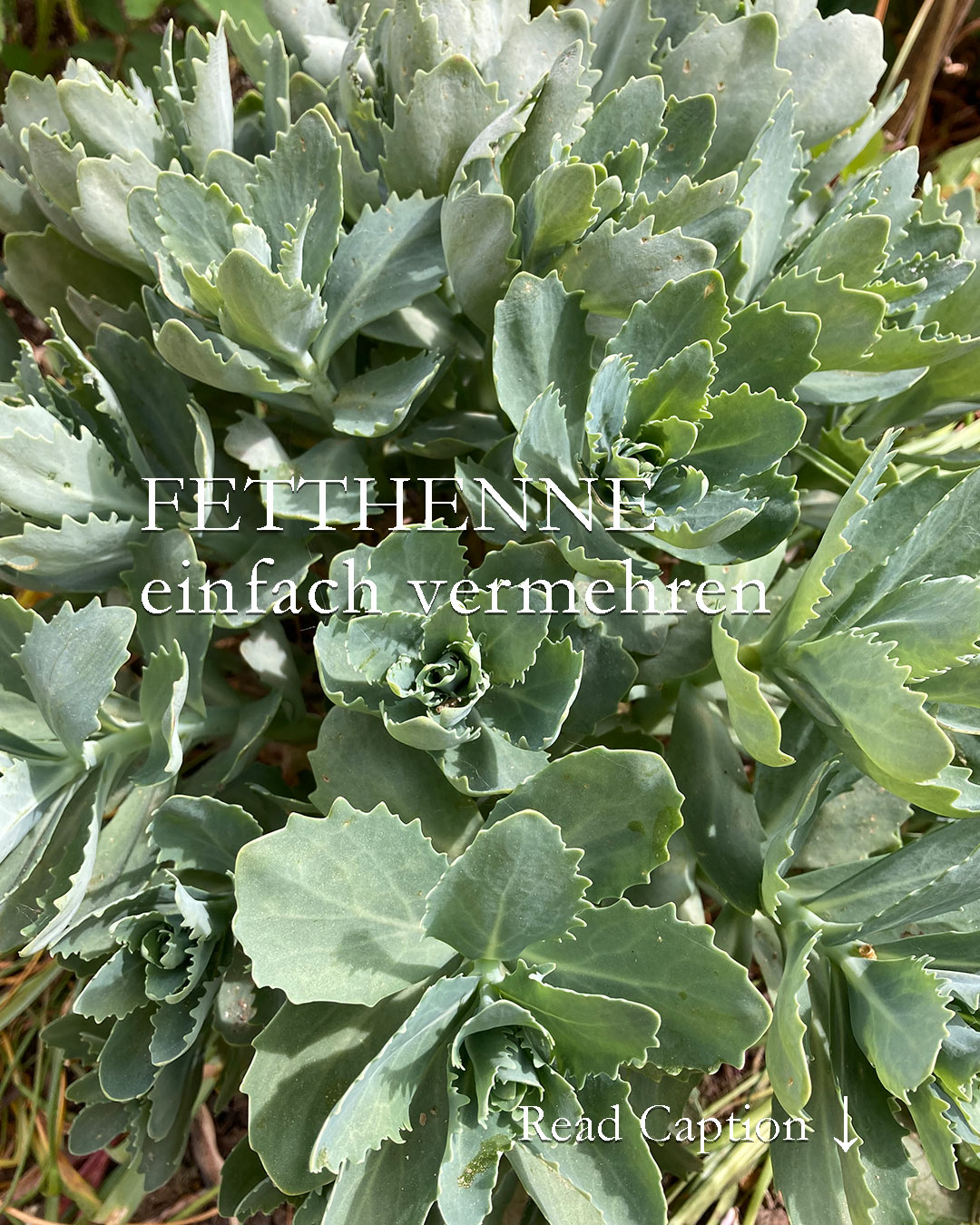 Fetthenne vermehren einfach, schnell und sicher

Fetthennen, bot. Sedum spectabile, sind sukkulente Pflanzen mit dickfleischigen Blättern und Stängeln. Die Bienenpflanzen trotzen Hitze und Trockenheit, sind absolut pflegeleicht, wachsen vorzüglich auf mageren Boden, müssen in der Regel nicht gegossen werden. Lauter gute Gründe, möglichst viele Fetthennen zu pflanzen.

Wie gut, dass man Fetthennen so einfach und zuverlässig vermehren kann. Idealerweise geschieht dies bereits im Mai. Beim dem Chelsea-Schnitt fallen ja jede Menge Kopfstecklinge an. Aber man kann Fetthennen auch durch einzelne Blätter vermehren.

+ Kopfstecklinge schneiden
+ Stecklinge unten herum entblättern damit jeder Steckling einen kleinen Stiel hat.
+ Optional einen halben Tag antrocknen lassen,
+ in Töpfchen mit Aussaaterde stupsen,
+ Töpfchen in eine durchsichtige Aufbewahrungsbox mit Deckel stellen,
+ leicht angießen / besprühen und schattig aufstellen.
+ Täglich lüften, damit nichts schimmelt 
+ und abwarten.

Sobald sich Wurzeln gebildet haben und erstes frisches Grün erscheint, kann der Deckel weg. Danach warten bis die Töpfchen gut durchwurzelt sind, sonniger aufstellen und dann kann man schon die Jungpflanzen in den Garten setzen.

Vom Steckling bis zur bewurzelten Jungpflanze dauert es nur 4-6 Wochen.

Im Blog: Fetthenne sicher vermehren

https://www.wo-blumenbilder-wachsen.de/fetthenne-vermehren/

Kurz: http://www.insbeet.de/Fetthenne_vermehren

#staudengarten #fetthenne #sedum #sukkulent #lebenmitblumen #anzucht #gartenwissen #gartentipps #gartenfragen #meingarten #pflanzen #gartenblog #blumengarten #bienenfreundlich #insektenfreundlich #naturgarten #gärtnern #stauden #gartentipp #wildbienen #bienenweide #grünerdaumen #gartenliebe #pflanzenpflege #gartengestaltung #blumenfotografie #schönergarten #pflanzenwissen #landhausgarten #garteninspiration