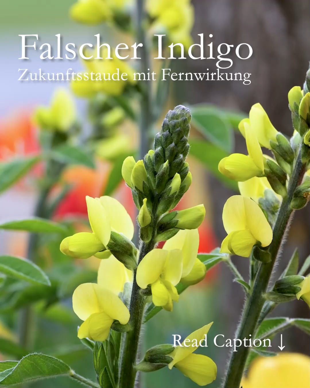 Falscher Indigo, Färberhülse, Baptisia
Zukunftsstaude mit Fernwirkung

Falscher Indigo, Baptisia, oder auch Färberhülse ist eine Staude mit fantastischer Fernwirkung. Sie ist eine Verwandte der Lupinen und kann Stickstoff aus der Luft sammeln, binden und sich damit selbst düngen. Das bekommt auch ihren Pflanznachbarn gut.

Färberhülsen tragen Schmetterlingsblüten in Gelb, Rosa, Weiß oder Violett und sie werden, je nach Sorte, zwischen 80 cm und 150 cm hoch.

+ Standort: Sonnig, trocken und warm
+ Boden: gut durchlässig, kiesig, nährstoffarm
+ Ideal für Steppen-, Prärie-, und Hangbeet
+ Blütezeit: Ab April bis Juni, je nach Standort und Sorte
+ Pflege: Bei Austrieb im März leichte Düngung mit Staudendünger oder reifen Kompost.
+ Frosthärte bis -34,5°C
+ Schnitt: Bodennaher Rückschnitt im zeitigen Frühjahr. Lassen Sie Verblühtes den Winter über stehen. In den hohlen Stängeln überwintern gerne Insekten.

Falscher Indigo ist eine auffallend schöne Staude für den Naturgarten. Sie braucht allerdings gut zwei bis drei Jahre, um sich zu etablieren. Danach ist sie jedoch sehr langlebig, absolut pflegeleicht und blüht von Jahr zu Jahr prächtiger.

Erfahren Sie mehr im Gartenblog:
https://www.wo-blumenbilder-wachsen.de/gelbe-indigolupine/

Kurzlink: https://www.insbeet.de/Indigo

#Stauden #Staudengarten #Indigo #Garten #Gelb #Naturgarten #Färberpflanze #Färberhülse #omsystemde