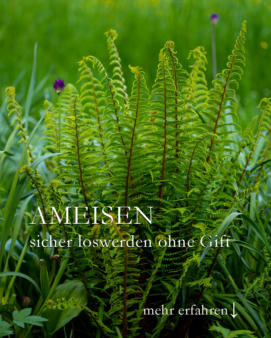 Ameisen loswerden, aber sicher und ohne Gift

Ameisen sind nützliche Tiere und gehören in den Garten. Dort räumen sie auf, sind Geburtshelfer für Schneeglöckchen, Schachbrettblumen und andere Pflanzen. Aber manchmal stören Ameisen auch, beispielsweise auf der Terrasse oder im Haus. Giftköder auszulegen ist keine gute Idee, denn der Köder vergiftet auch Menschen, Hunde, Katzen etc.

++ Ameisen umsiedeln mit der Blumentopf-Methode

+ Topf wässern
+ Zerknülltes Zeitungspapier mit Marmelade hinein
+ zusätzlich etwas Zucker

+ Kopfüber auf den Eingang des Ameisennestes stülpen
+ abwarten
+ sobald die Ameisen umgezogen sind Schaufel unter den Topf schieben und das neue Ameisenquartier 10 m weiter im Garten aufstellen. Dieser Standort sollte warm, sonnig und trocken sein.

++ Ameisen mit starken Düften vergraulen

+ Ameisen meiden den Duft von Zimt, Lavendel, Farn, Essig, Zitrone, Thymian

++ Ameisen aus dem Haus fernhalten

Ameisen lieben alles, was süß und eiweißhaltig ist

+++ Keine Bonbon- oder Eispapiere offen liegen lassen
+++ Keine Essensreste liegen lassen
+++ Müll am besten täglich entleeren
+++ Haushalt sauber halten!

Spezial-Tipp von Oma Agnes:
+++ Brotkasten wöchentlich mit Essig auswischen und danach Farmwedel rein-

Ameisen vertreiben ohne Gift
Im Blog: https://www.wo-blumenbilder-wachsen.de/ameisen-vertreiben-ohne-gift/

Kurzlink: https://www.insbeet.de/Ameisen

#haushalt #ameisen #giftfrei #alteswissen #natur #nützling #garten
#terrasse