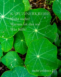 Kapuzinerkresse blüht nicht? Warum, weshalb, wieso?
Kapuzinerkresse ist eigentlich eine völlig unkomplizierte Einjährige Sommerblume, die ab Mai bis zum ersten Frost blüht. Aber keine Regel, ohne Ausnahme. Es gibt durchaus Gründe, wenn Kapuzinerkresse partout nicht blühen will, oder nur viele Blätter bildet. Manchmal stellt sie auch das Wachstum komplett ein.
Warum ist das so?
+ Hitze-Stress
+ Falscher Standort
+ Zu viel Dünger
+ Zu viele Samen
Was hilft?
++ Welkes Abschneiden
+++ Verblühtes Ausputzen
+ Das Ende der Hitzewelle abwarten
+ Versetzen an besseren Standort
+ Samen ernten und "Falsche Kapern" ansetzen
+ Gießen, Boden nicht austrocknen lassen.
+ Leicht düngen
Diese und weitere Tipps sowie wirksame Gegenmaßnahmen im Blog:
https://www.wo-blumenbilder-wachsen.de/kapuzinerkresse-blueht-nicht/
Kurz: https://www.insbeet.de/Kapuzinerkresse_zickt
#kapuzinerkresse #sommerblumen #garten #läuse #blüht #blumen #blumengarten #bauerngarten #pflanzen #pflanzenliebe #gartenwissen #gartentipps #gartenblog #gartenliebe #kräuter #kräuterliebe #küchenkraut #gartenhilfe #lebenmitblumen #pflanzenfreude