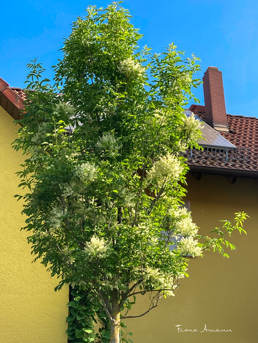 Säulen-Blumenesche, Klimabaum, Bienenweide, schmaler Baum für den Garten Blumenesche bleibt schmal und wird 7-8 m hoch