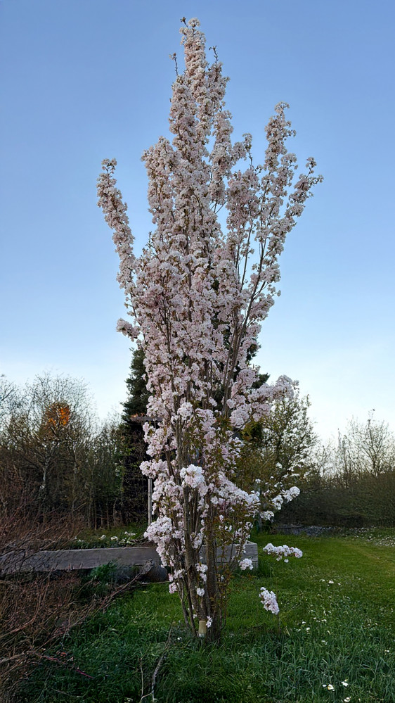 Säulenzierkirsche Amanogawa bleibt schmal