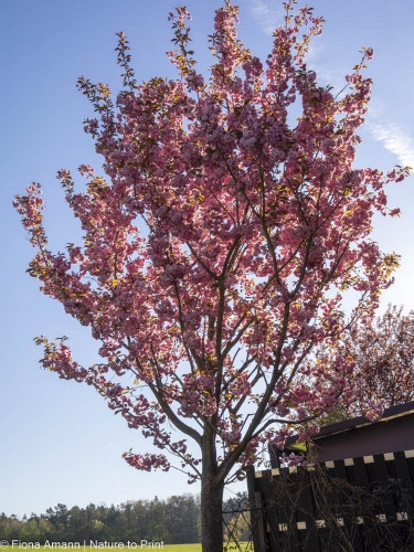 Zierkirsche Kanzan blüht Ende April, Anfang Mai