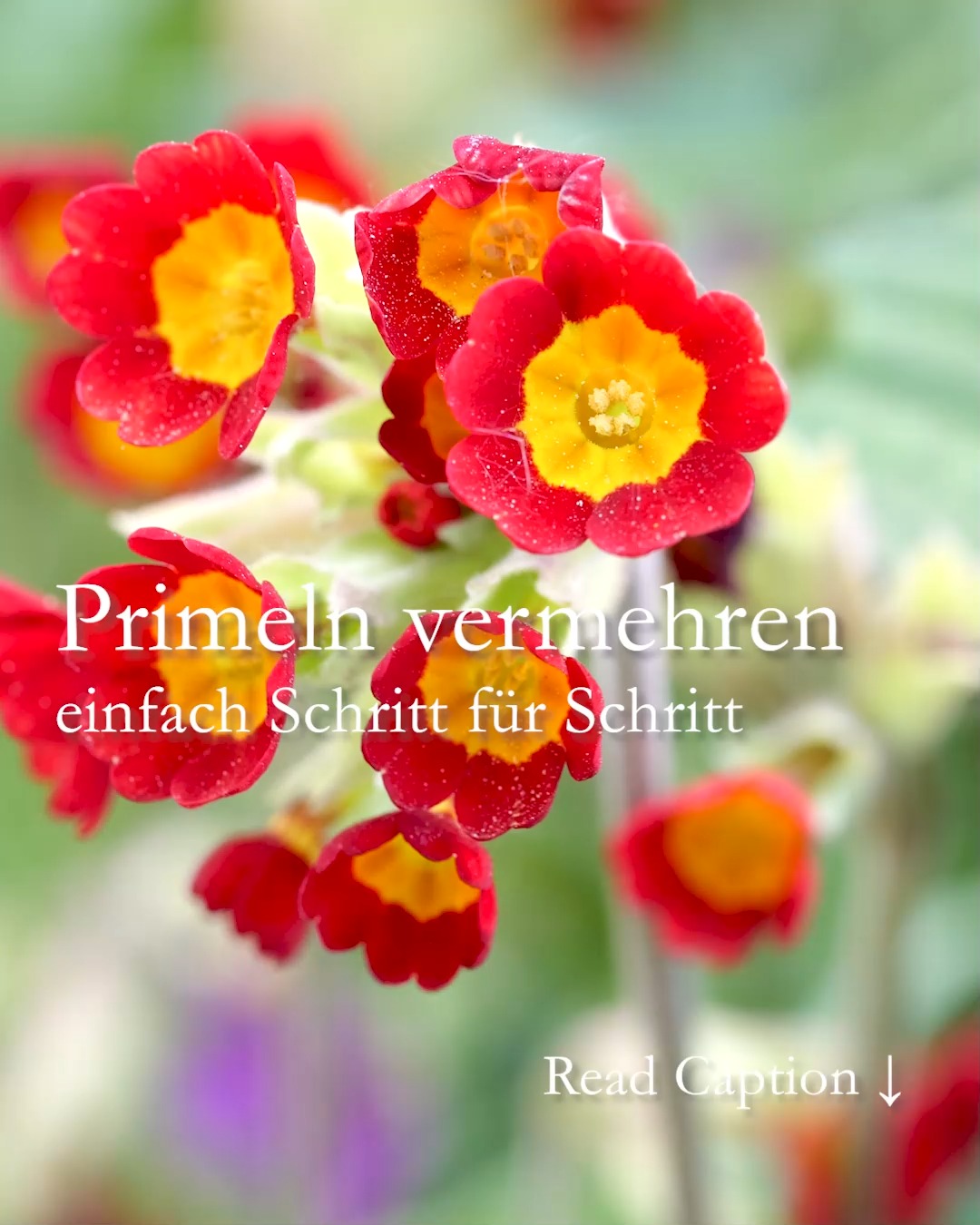 Primeln vermehren
einfach Schritt für Schritt

Gartenprimeln sind hübsche Frühlingsblumen. Sie malen ab Ende April bis in den Mai den Garten bunt. Anders als Kissenprimeln aus der Gärtnerei sind Gartenprimeln dauerhafte Stauden, die jedes Jahr aufs Neue austreiben und munter blühen. Das Beste: Gartenprimeln können Sie ganz einfach selbst vermehren. So geht's:

1. Pflanze komplett ausgraben
2. Grünes abschneiden
3. Wurzelstock in viele Teilstücke auseinander ziehen.

Am Ende sollte jedes Stück eine eigene Blattrosette mit Wurzeln haben.

Bereiten Sie die neue Pflanzstelle gut vor:

+ Entfernen Sie Unkraut. Gründlich!
+ Arbeiten Sie etwas Staudendünger oder Hornspäne in den Boden ein.
+ Setzen Sie die Teilstücke mit etwa 25 cm Abstand von Pflanze zu Pflanze
+ Angießen nicht vergessen

Standort:

+ Halbschattig, der Boden sollte im Sommer nicht völlig austrocknen.
+ Primeln wachsen gut auf Baumscheiben, zusammen mit Pfingstveilchen, Buschwindröschen oder Wildtulpen.

Pflege:
+ Bei Austrieb im zeitigen Frühling können Sie mit Bio Staudendünger, reifen Kompost oder Hornspänen düngen.
+ Ein Rückschnitt nach der Blüte verhindert Selbstaussaat, sollte man keine weiteren Primeln möchten.

Im Blog: Primeln vermehren mit Fotos Schritt für Schritt
https://www.wo-blumenbilder-wachsen.de/gartenprimeln-vermehren-teilen/

Kurzlink: https://www.insbeet.de/Primeln

#Frühling #Primeln #Garten #Stauden #Staudengarten #Frühlingsblume #Naturgarten #Natur #Blumenbeet #omsystemde