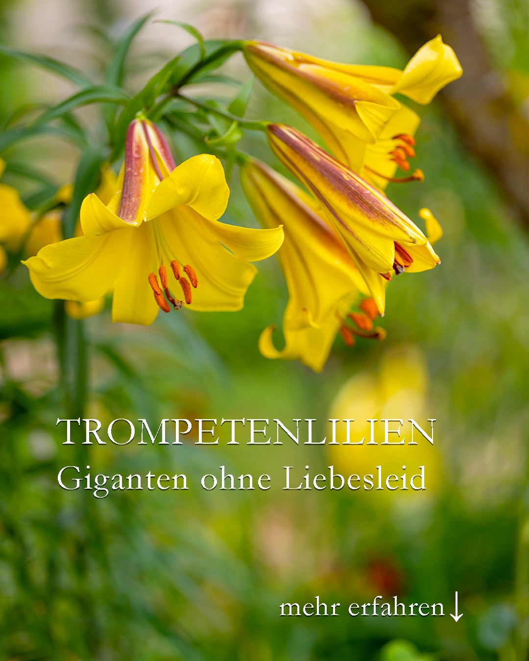 Trompeten-Lilien, Giganten aus Amerika

Trompeten-Lilien überzeugen mit gigantisch großen Blüten in Gelb, Orange und Rosa auf hohen Stielen. 

+ Herkunft Amerika 
+ Trompetenlilien sind wahre Queens und lassen sich sich sehr gut in einem gemischten Staudenbeet integrieren. Sie dominieren über alle anderen Stauden - aber eben nur für kurze Zeit.
+ Standort: Halbschatten
+ Boden: Nahrhafter Boden. Je besser der Boden, desto höher werden sie.
+ Zwiebeln spatentief setzen!
+ Pflege: Bei Trockenheit gießen.
+ Nach der Blüte: Verblühten Blütenkranz abschneiden, Stiel und Blätter stehenlassen, bis sie von alleine welken.
+ Blütezeit Juli
+ Wuchshöhe: 120-150 cm. Je älter, desto höher.
+ Duften süßlich, stark und angenehm
+ Insektenfreundlich

+++ Lilienhähnchen lassen Trompeten-Lilien zumeist in Ruhe!

Im Blog:
Trompeten-Lilien pflanzen, pflegen & lieben
https://www.wo-blumenbilder-wachsen.de/trompeten-lilien/
Kurzlink: https://www.insbeet.de/Trompeten-Lilien

#lilien #gartenwissen #gartentipps #zwiebelblumen #omsystemde #gartenblog #gärtnern #naturgarten #staudengarten #kleingarten #gartenparadies #pflanzentipps #blüten #gartenliebe #pflanzenpflege #pflanzenliebe #gartentipp #bienenfreundlich #pflanzenwissen #blumengarten #bienenweide #gartenfragen #gartenblogger #lumixphotography