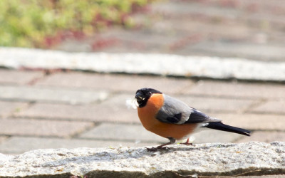 So gestalten Sie Ihren Garten vogelfreundlich. 11 Praxistipps für gärtnernde Vogelfreunde.