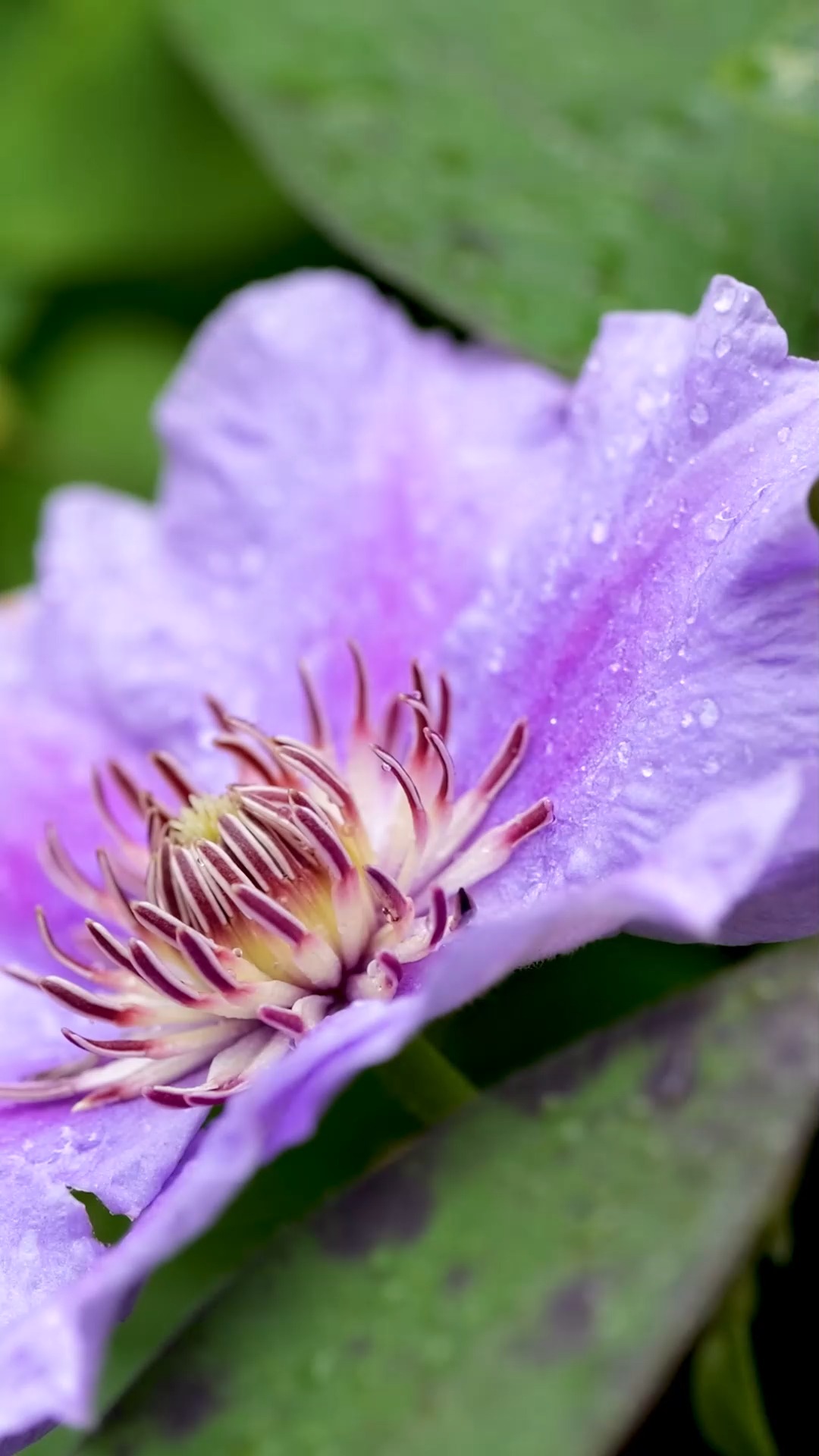 15 Tipps für den Blumengarten im September

+ Lilien setzen sofort nach Erhalt, sonst trocknen die Zwiebeln aus und keimen nicht mehr.
+ Wilde Gladiolen setzen, sie sind winterhart und bleiben im Beet
+ Winterastern gießen bei Trockenheit
+ Reife Samen ernten
+ Lampionblumen schneiden und trocknen
+ Ende September beginnt die Ruhezeit für Zimmerpflanzen. Bis März werden sie weniger oder gar nicht mehr gedüngt.
++ Clivien solange wie möglich draußen lassen. Sie brauchen den Kältereiz, um später zu blühen.
+++ Stauden teilen und pflanzen
+++ Herbstdünger für Rosen, Rasen und Gehölze
+++ Zimmerpflanzen aus der Sommerfrische wieder ins Haus holen
+++ Begonien, Canna, Fuchsien, Perlagonien, empfindliche Kübelpflanzen rechtzeitig ins Winterquartier bringen

Im Blog: 15 Tipps für den Blumengarten im September
https://www.wo-blumenbilder-wachsen.de/blumengarten-im-september/

Kurzlink: https://www.insbeet.de/September

#gärtnern #gartentipp #gärtnernmachtglücklich #gartentipps #gartenwissen #herbst #stauden #staudengarten #gartenarbeit #blumengarten #ziergarten #gartenliebe #blumenbeet #pflanzenpflege #gartenplanung #gartengestaltung #lebenmitblumen #herbstgarten #meingarten #landhausgarten #pflanzentipps #pflanzenwissen #vorgarten #pflanzen #garteninspiration #blumenmachenglücklich #garten #gartenfragen #schönergarten