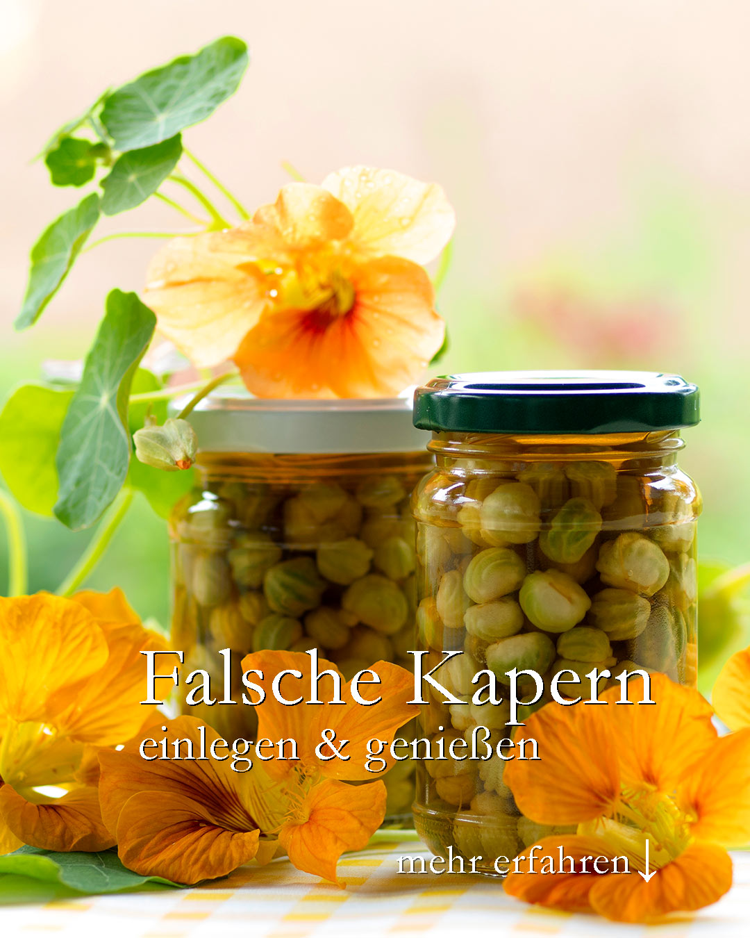 Falsche Kapern aus Kapuzinerkresse-Samen

Meine Kapuzinerkresse hatte es dieses Jahr etwas schwer. Hitze, Trockenheit und Erdflöhe setzten der Sommerblume zu. Doch nach einem kräftigen Rückschnitt blüht sie wunderschön und macht sich überall wieder lang und breit.

+ Tropaeolum minor bleibt kompakt, T. majos bildet dagegen lange Ranken.
+ Jede Kapuzinerkresse liefert laufend essbare Blüten und würzige Blätter und bildet auch unzählige Samen, die Basis für "Falsche Kapern".

+++ Nicht bis zum Herbst warten, sondern Samen sammeln solange sie noch grün und frisch sind.

Das Rezept für Falsche Kapern ist denkbar einfach:
+ Samen säubern und waschen
+ Über Nacht einlegen in Salzwasser
+ Gläschen vorbereiten: auskochen
+ Samen einfüllen.
+ Essigsud kochend heiß darüber gießen
+ Gläschen sofort fest verschließen und auf den Kopf stellen.
+ 8 Wochen ziehen lassen

Falsche Kapern schmecken fein-säuerlich, würzig und leicht scharf. Perfekt für alle Gerichte, in denen ansonsten echte Kapern verwendet werden: Königsberger Klopse in Kapernsoße, Pasta, Pizza, bunte Gemüsepfannen, Reis, Fleisch & Fisch.

Im Blog: Kapernersatz aus Kapuzinerkresse. Falsche Kapern einlegen und genießen.
https://www.wo-blumenbilder-wachsen.de/kapernersatz-aus-kapuzinerkresse/

Kurz: https://www.insbeet.de/Kapernersatz

#kapern #rezept #kochen #heilkräuter #kräuterliebe #rezepte #salat #kräuterwissen #gesund #kräuter #heilpflanzen #kapuzinerkresse #landküche #lecker #wildkräuter #kräutergarten #heilpflanze #nudeln #genuss #ernährung #rezeptideen #vegetarisch #essen #gewürze #gesundeernährung #essenmachtglücklich #kräuterküche #leckerschmecker #garten