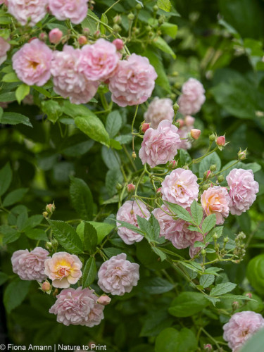 Kleiner Rambler Rosendorf Steinfurth 03