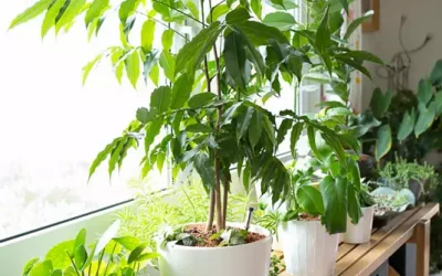 Der Zimmergarten mit 22 Zimmerpflanzen für wenig Licht