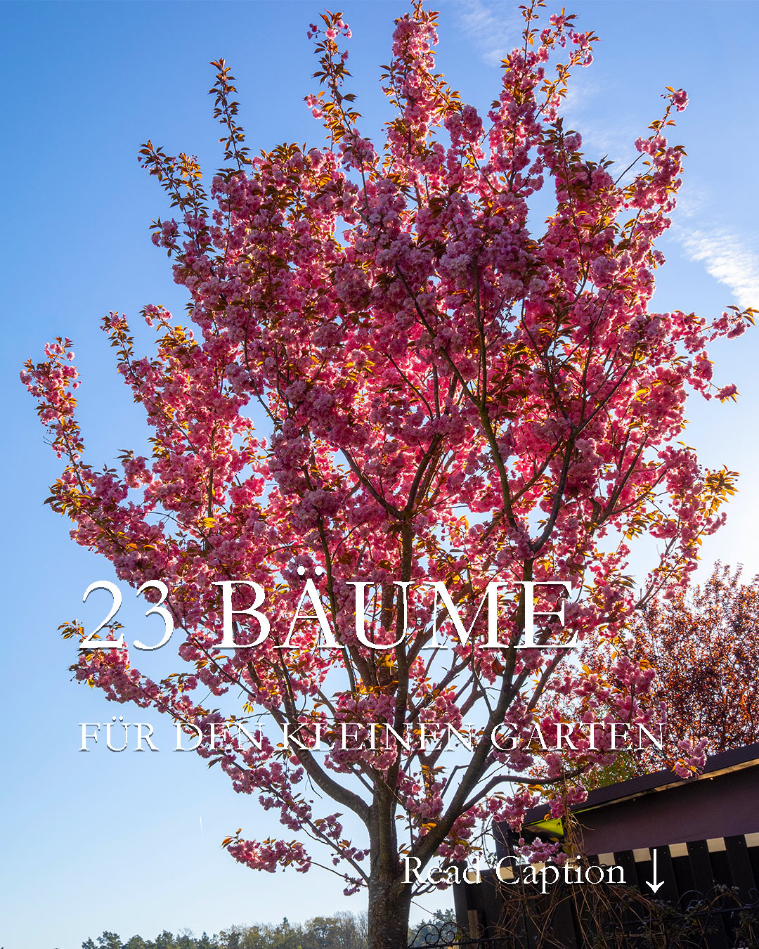 23 kleine Bäume für den kleinen Garten

Es ist Pflanzzeit für Bäume, doch welcher Baum passt in einen kleinen Garten? Entscheidend sind:

+ Standort und Platz
+ Fit für den Klimawandel? Verträgt der Baum Hitze und Trockenheit?
+ Wird ein Baum mit kleiner Krone gewünscht, ein Kugelbaum oder ein schmaler Säulenbaum? Für diese Bäume reichen unten herum bereits 1,5 Meter völlig.

Merke: Kein Garten ist zu klein für einen Baum!

Jeder Baum ist gut und nützlich im Kampf gegen den Klimawandel und für den Schutz von Insekten und Vögeln.

Im Blog: 23 kleine Bäume für den kleinen Garten
https://www.wo-blumenbilder-wachsen.de/kleine-baeume-fuer-kleinen-garten/

Kurz: https://www.insbeet.de/Hausbaum 

#bäume #garten #gartenwissen #pflanzen #gartentipps #hausbaum #klimawandel #gartengestaltung #gartenblog #klimaschutz #baum #umwelt #gartenbäume #naturschutz #bienenweide #naturfotografie #klima #farben #meingarten #lebenmitblumen #baumliebe #zukunftsbaum #zukunftsplanze #natur #zukunft #omsystemde
