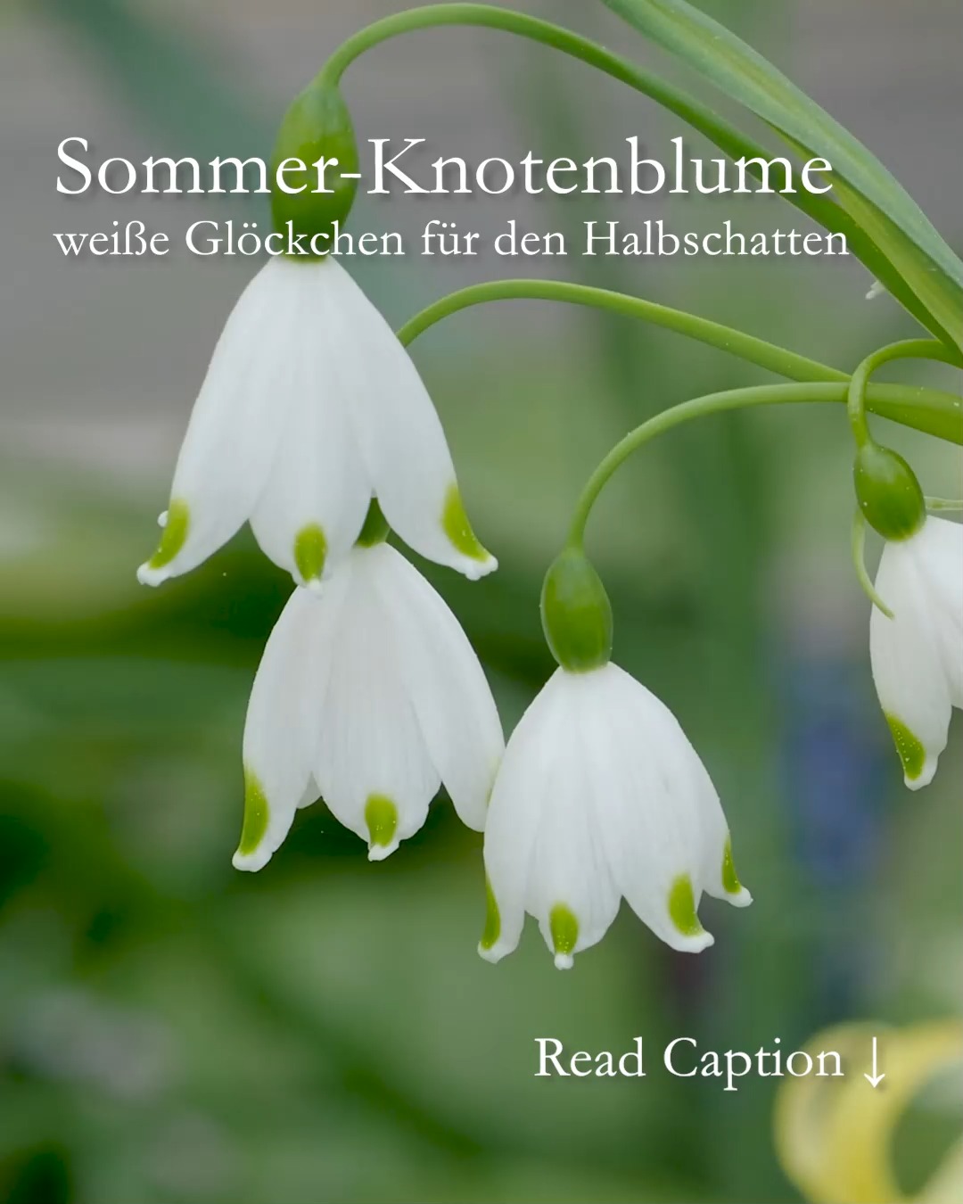 Sommer-Knotenblumen, weiße Glöckchen für den Halbschatten

Die Sommerknotenblume, bot. Leucojum aestivum ist die große Schwester des Märzenbechers, bot. Leucojum vernum. Im Gegensatz zu ihr blüht die Sommerknotenblume jedoch nicht im März, sondern erst ab etwa April bis in den Juni hinein. Außerdem trägt bis zu 8 Blüten an einem etwa 40 cm hohen Blütenstiel. 

+ Pflege nach der Blüte Blütenstiel bodentief abschneiden
+ Blätter stehen lassen, bis sie von alleine welken
+ Pflanzzeit ab Oktober
+ Boden: Guter, nährstoffreicher, humoser Boden, der auch im Sommer nicht austrocknet. 
+ Standort: Halbschatten bis lichter Schatten.
+ Im Frühling bei Austrieb düngen mit Staudendünger oder reifen Kompost
+ Schneckengefahr? Leider ja. 
+ Pflanzpartner im Halbschattenbeet: Hundszahn, Tränendes Herz, Narzissen, Pfingstveilchen, Hosta, Kaukasus-Vergissmeinnicht u. v. a.
+ Handschuhpflicht: Sommerknotenblumen sind giftig!

Tipp: Manchmal gibt es Knotenblumen auch blühend in Töpfen zu kaufen. Mitnehmen und in den Garten pflanzen. Kommt nächstes Jahr wieder und wird von Jahr zu Jahr schöner. Die Zwiebelgewächse vermehren sich von alleine und bilden dicke Tuffs - ähnlich wie Narzissen.

Im Blog: Sommerknotenblume, hübsch, heimisch, liebenswert. Mit Gartentipps, Video und vielen Pflanzpartnern

https://www.wo-blumenbilder-wachsen.de/sommerknotenblume-leucojum
Kurzlink: https://www.insbeet.de/Sommerknotenblume

#gartenwissen #pflanzenwissen #gartentipps #zwiebelblumen #zwiebelgewächs #frühlingsblume #blumen #frühling #spring #natur #frühjahr #weiß #garten #blumenliebe #lebenmitblumen #pflanzenliebe #pflanzenfreude #gärtnern #gartenvideo #gartengestaltung #omdsystemde #lebenmitblumen