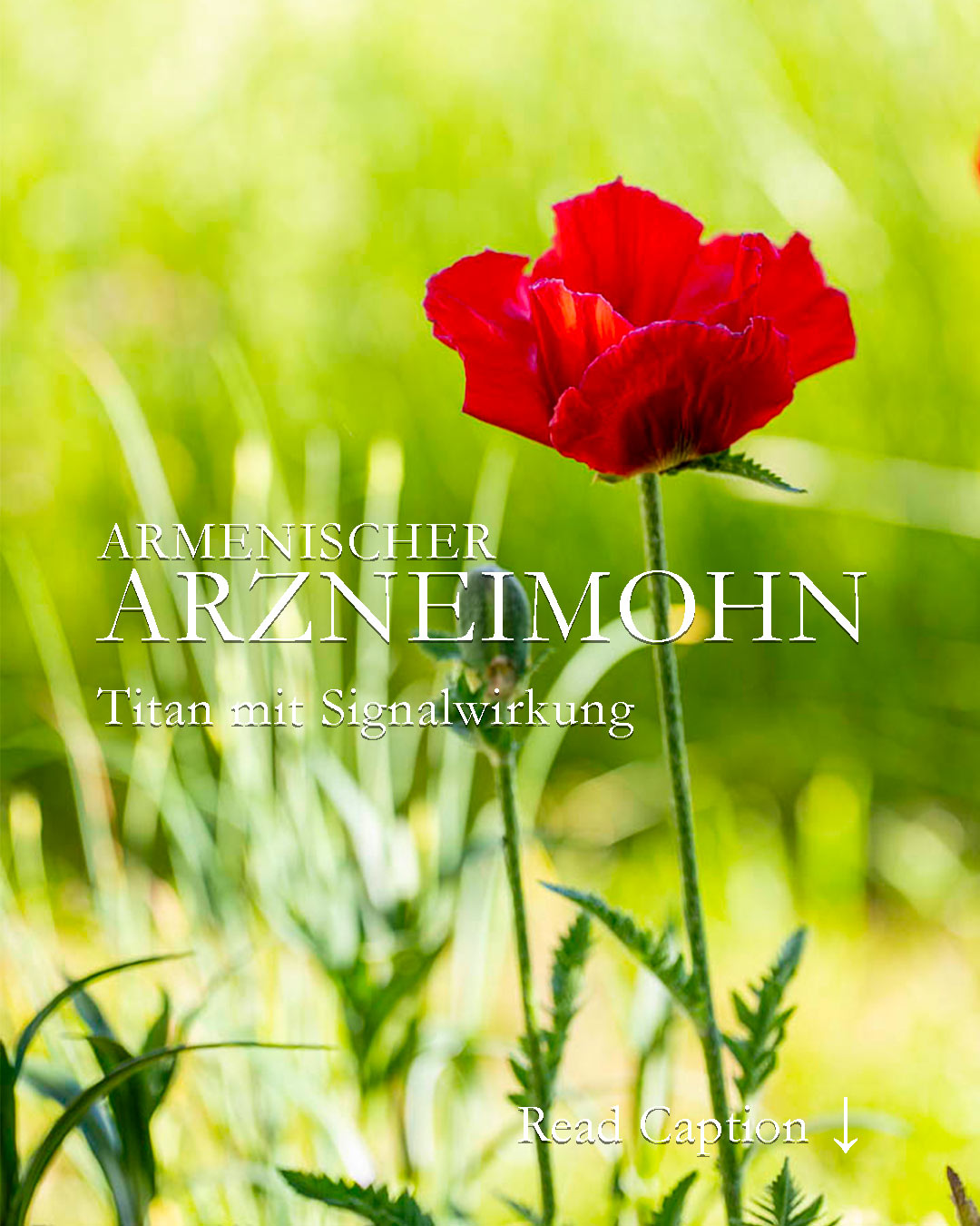 Armenischer Arzneimohn, Papaver bracteatum, ist eine pflegeleichte Staude mit gigantisch großen, tiefroten Blüten auf hohen, sehr stabilen Stielen. Spektakulär!
+ Standort volle Sonne, aber im hinteren Bereich des Beetes.
+ Normaler Gartenboden, auch schwerer Lehmboden.
+ Besonderheit: Arzneimohn zieht sich nach der Blüte zurück. Frische Blätter erscheinen erst wieder im Herbst
+ Arzneimohn wird in der Pharmazie zur industriellen Herstellung von Codein, Morphin und anderen Analgetika. Die Pflanze ist bei uns dennoch nicht verboten. Im Gegensatz zu Schlafmohn
Im Blog: Armenischer Arzneimohn, Video, viele Bilder, Pflanzpartner und Vermehrung:
https://www.wo-blumenbilder-wachsen.de/armenischer-arzneimohn/
https://www.insbeet.de/armenischer_arzneimohn
#mohn #staudenmohn #papaver #poppy #klatschmohn #orientmohn #arzneimohn #pflanzen #pflanzenliebe #plants #blumen #staudengarten #staudenbeet #flowerporn #gartengestaltung #blumenwissen #natur #meinschönergarten #gartenwissen #gartentipps #garten #schlafmohn #gartenvideo #blumengarten #gartenfragen #gartenliebe #lebenmitblumen #gartenblog