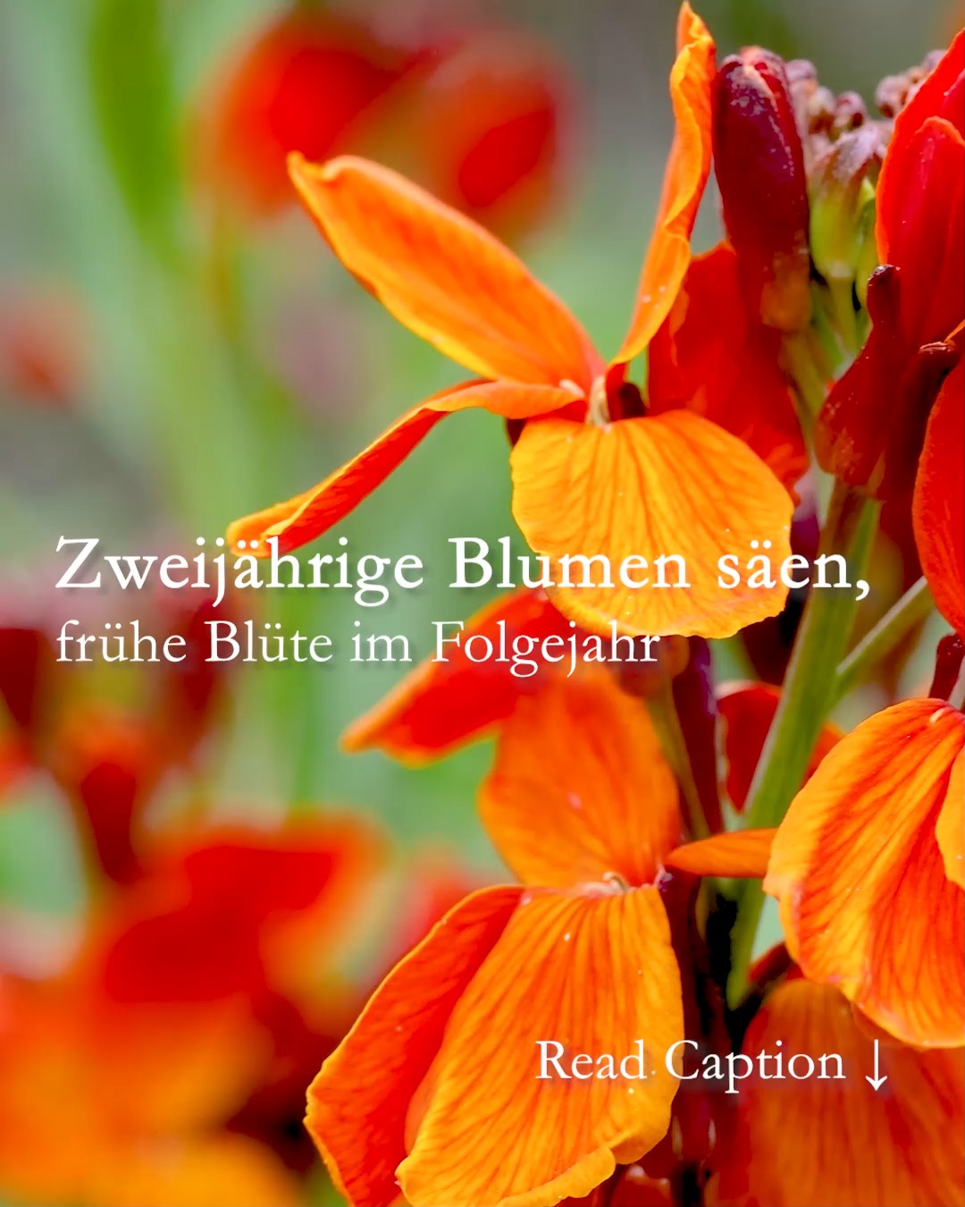 Zweijährige Blumen säen für frühe Blüte im Folgejahr 
Zweijährige Blumen werden im Frühsommer gesät, blühen aber erst im Frühling des kommenden Jahres. Sie brauchen also zwei Vegetationsperioden um „erwachsen“ zu werden, zu blühen und mit Samen selbst für Nachwuchs zu sorgen. 
+ Säen Sie Zweijährige Blumen ab Mitte Juni bis Anfang August in Saatschalen oder in ein frei gewordenes Frühbeet. 
+ Verziehen Sie zu dicht stehende Sämlinge, damit sie sich nicht gegenseitig behindern.
+ Pinzieren Sie die Sämlinge damit sie buschig wachsen. 
+ Pflanzen Sie die Jungpflanzen ab Ende August / Anfang September endgültig ins Beet. Warten Sie mit dem Auspflanzen bis die größte Sommerhitze vorbei ist.
+ Zweijährige Blumen brauchen keinen Winterschutz, sie halten Frost, Schnee & Winternässe problemlos aus.
Beliebte Zweijährigen Blumen
• Akelei
• Aurikel
• Bartnelken
• Bellis
• Einjähriger Rittersporn 
• Fingerhut
• Glockenblumen
• Nelken 
• Hornveilchen 
• Islandmohn
• Königskerze
• Pfingstveilchen
• Primeln
• Stockrosen / Stockmalven
• Stiefmütterchen
• Vergissmeinnicht
Tipp: Lesen Sie die Anweisungen auf der Samentüte und beachten Sie sowohl Aussaatzeit als auch Keimtemperatur.
Weitere Tipps über Zweijährige Blumen in Wort und Bild:
https://www.wo-blumenbilder-wachsen.de/zweijaehrige-blumen/
Kurz: https://www.insbeet.de/Zweijaehrige_Sommerblumen
#sommerblumen #aussaat #zweijährige #blumengarten #blumen #lebenmitblumen #pflanzenliebe #garten #gartenwissen #gartentipps #gartenblog #blumenbeet #pflanzen #gartenliebe #landleben #gartengestaltung #natur #naturliebe #meinschönergarten #meingarten #lumixphotography