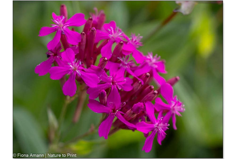 Balkan-Leimkraut Silene asterias, Sommerblüher mit enormer Fernwirkung Balkan-Leimkraut Silene asterias, Staude mit enormer Fernwirkung