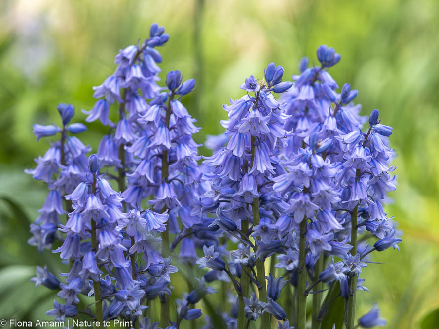 Kleine zarte blaue Frühlingsblume, Hasenglöckchen Kleine zarte blaue Frühlingsblume, Hasenglöckchen