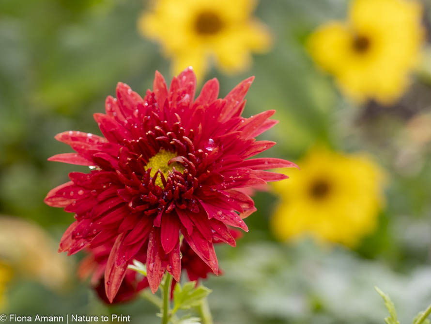 Rote Garten-Chrysantheme vor Sonnenauge