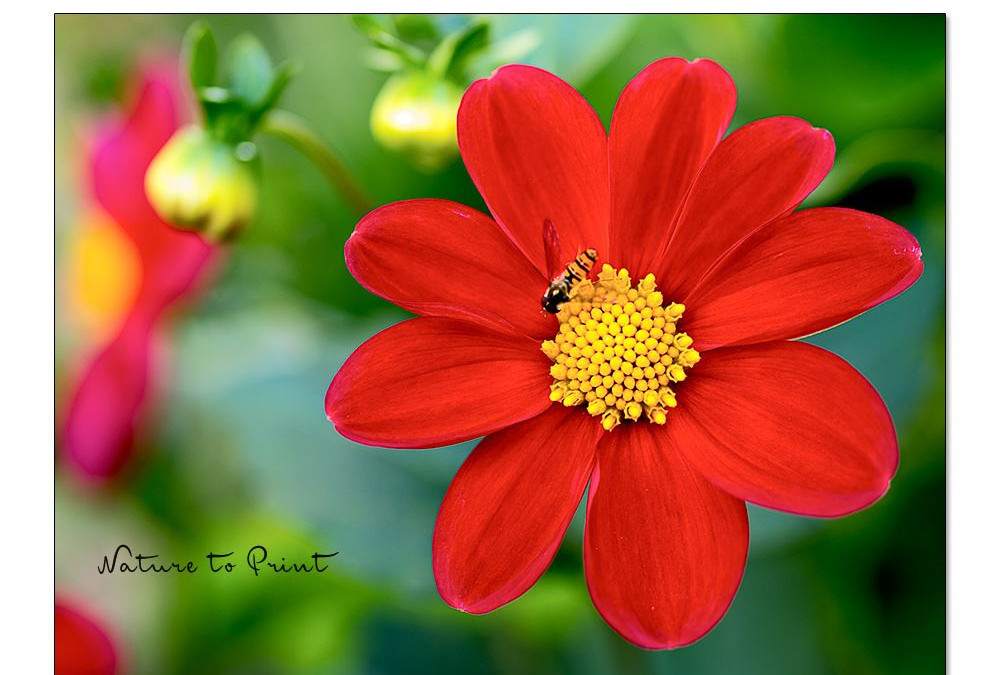 Dahlien aus Samen ziehen. Einfach & preiswert zum Blütenmeer.