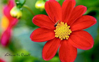 Dahlien aus Samen ziehen. Einfach & preiswert zum Blütenmeer.
