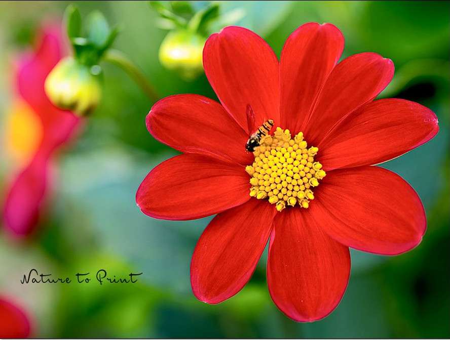 Dahlien aus Samen Mignon-Dahlie aus Samen gezogen