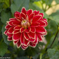 Herbstblüher Dahlie, Königin im Blumengarten
