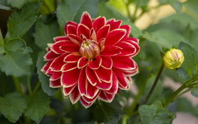 14 Herbstblüher. Feuriges Finale im Blumengarten