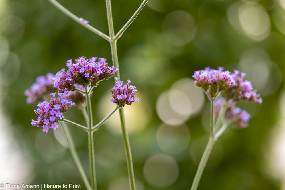 Herbstblüher Patagonisches Eisenkraut, Argentinische Verbene, ein Vagabund im Garten