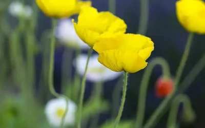 Islandmohn. 10 Tipps zur Aussaat, Pflege und Fotografie.