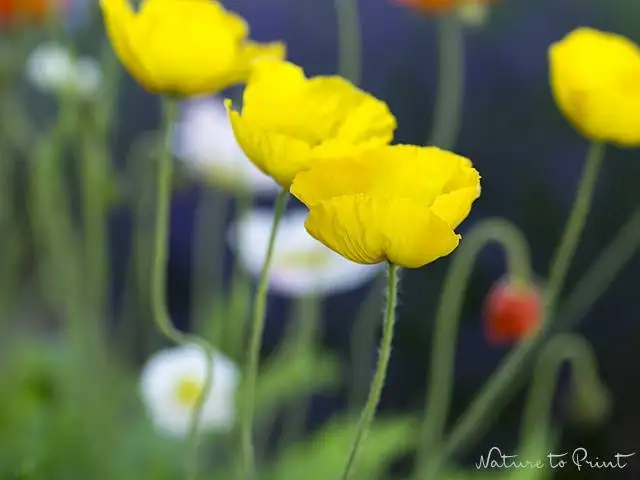 Dauerblüher Islandmohn tanzt vor Lavendel