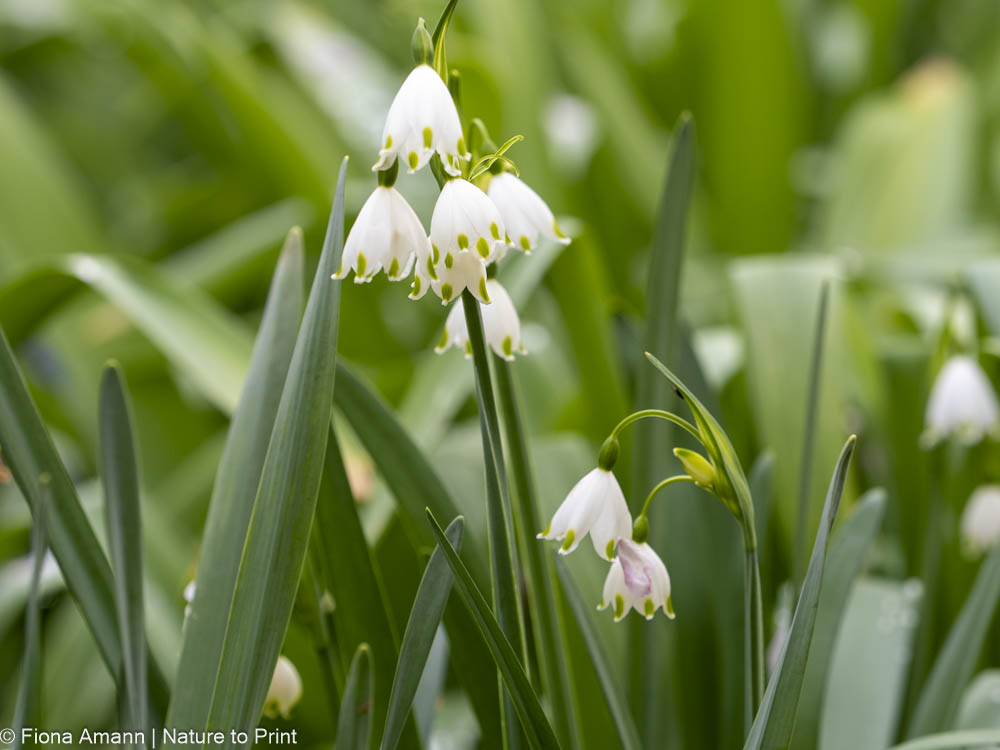 Sommer-Knotenblume, heimische Zwiebelblume, große Schwester des Märzbechers Sommer-Knotenblume, heimische Zwiebelblume, große Schwester des Märzbechers