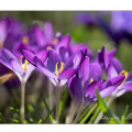 Vorfreude! Meine 24 schönsten Frühblüher 5 Frühblüher Krokus
