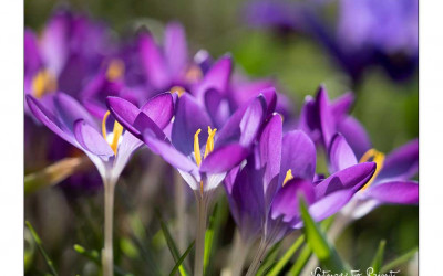 Vorfreude! Meine 24 schönsten Frühblüher