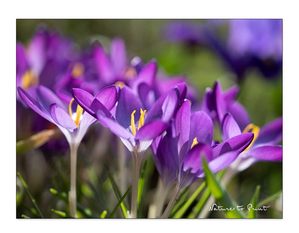 Frühblüher Krokus