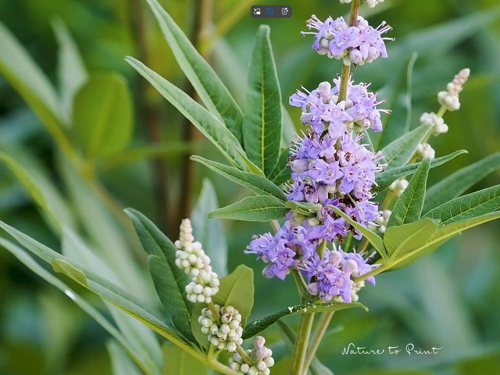 Herbstblüher Mönchspfeffer