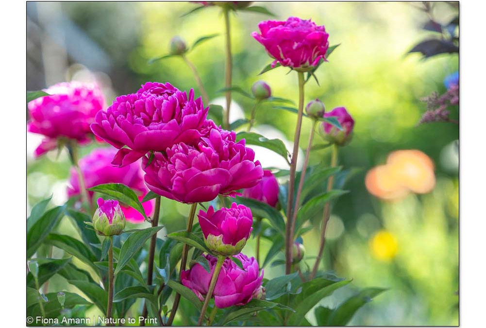 Mein Blumenjahr in 100 Bildern