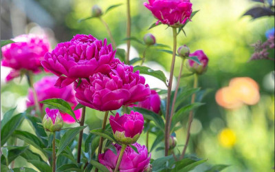 Mein Blumenjahr in 100 Bildern