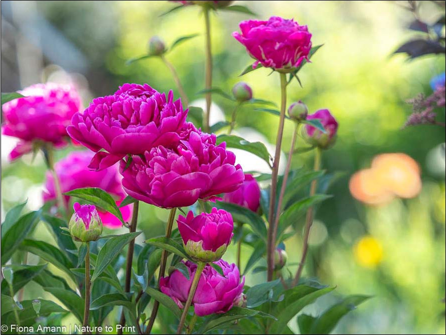 Mein Blumenjahr in 100 Bildern. Pfingstrosen am Sonnenhang