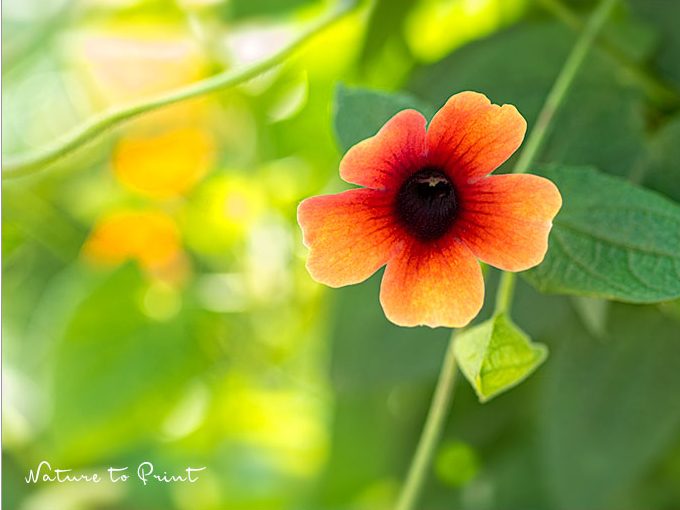 Kletterpflanze Schwarzäugige Susanne säen, pflegen, überwintern