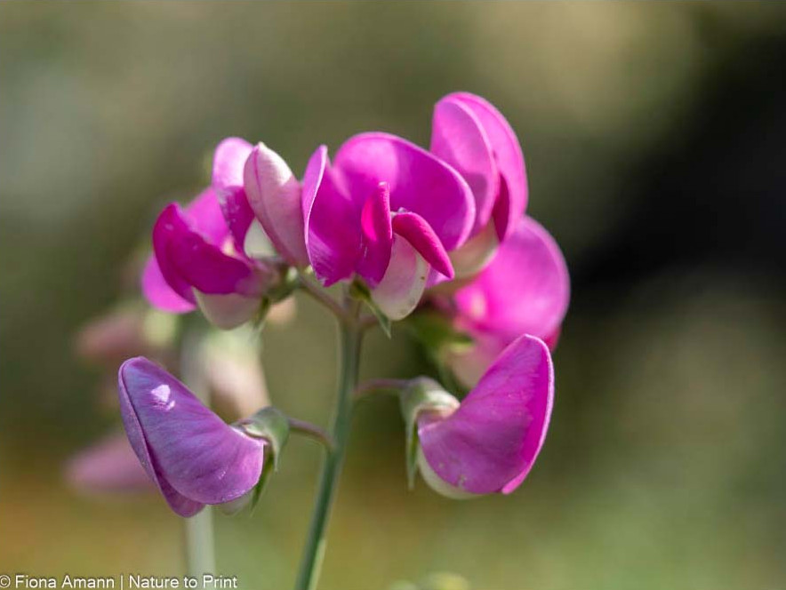 Staudenwicke, Platterbse, Lathyrus latifolius. Wunderbarer Sommerblüher mit romantischen Blüten Staudenwicke, Platterbse, robuste mehrjährige Kletterpflanze. Sommerblüher mit romantischen Blüten